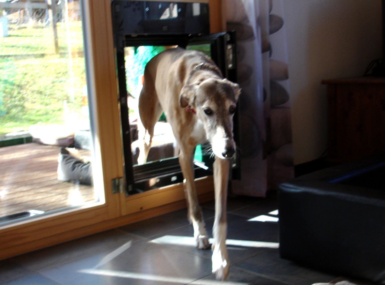 Hund tritt durch eine in eine Glastür eingesetzte Hundetür